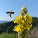 Verbascum densiflorum  - Großblütige Königskerze