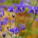 Aquilegia vulgaris - Heimische Akelei