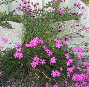 Dianthus carthusianorum - Kartäusernelke – Bild 15