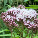 Eupatorium cannabinum - Gewöhnlicher Wasserdost, Wasserhanf