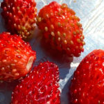 Fragaria vesca - Wald-Erdbeere