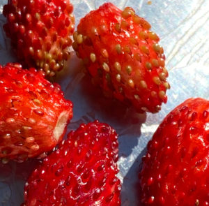 Fragaria vesca - Wald-Erdbeere
