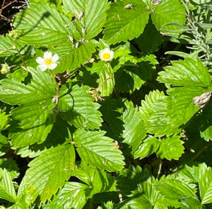 Fragaria vesca - Wald-Erdbeere – Bild 7