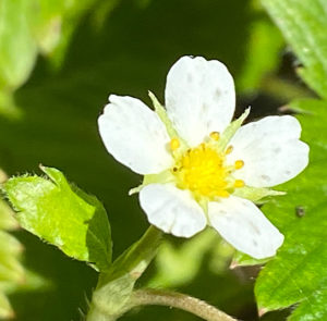 Fragaria vesca - Wald-Erdbeere – Bild 6