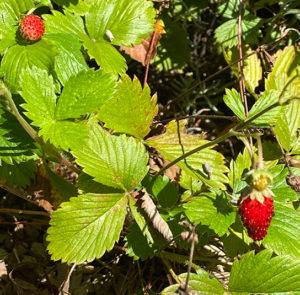 Fragaria vesca - Wald-Erdbeere – Bild 3