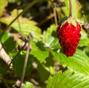 Fragaria vesca - Wald-Erdbeere – Bild 4