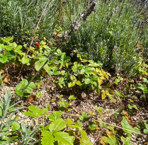Fragaria vesca - Wald-Erdbeere – Bild 5