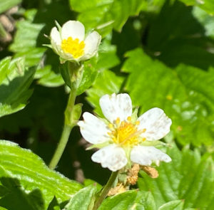 Fragaria vesca - Wald-Erdbeere – Bild 2