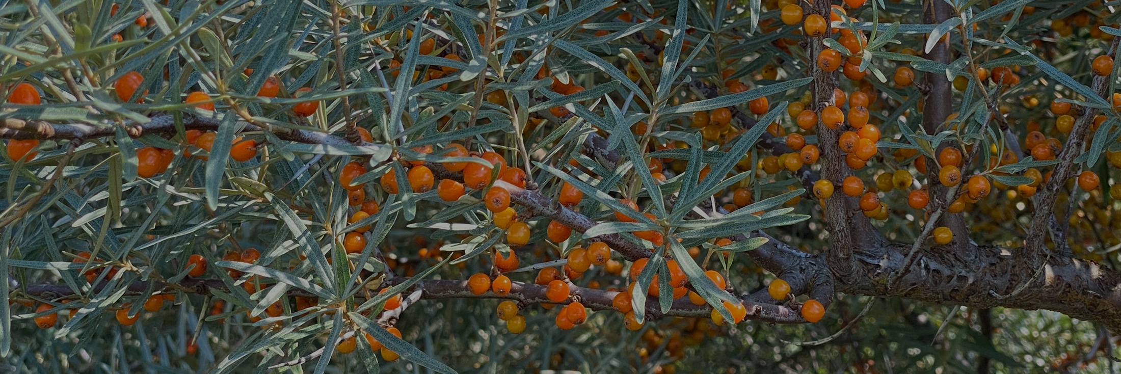 heimische Wildgehölze