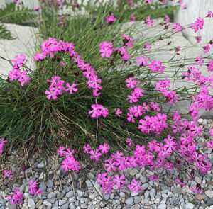 Dianthus carthusianorum - Kartäusernelke – Bild 2