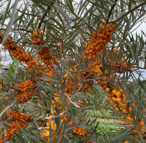 Hippophae rhamnoides 'Askola' - Sanddorn weiblich – Bild 14