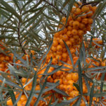 Hippophae rhamnoides 'Pollmix' - Sanddorn männlich