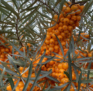 Hippophae rhamnoides 'Askola' - Sanddorn weiblich