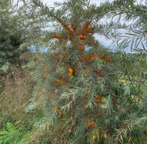 Hippophae rhamnoides 'Askola' - Sanddorn weiblich – Bild 6