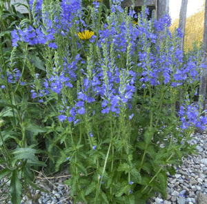 Großer Ehrenpreis (Veronica teucrium) Saatgut – Bild 2