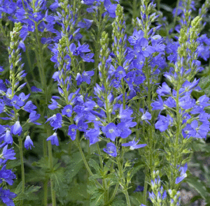 Großer Ehrenpreis (Veronica teucrium) Saatgut – Bild 3