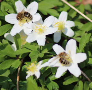 Anemone nemorosa - Buschwindröschen (im Topf) – Bild 2