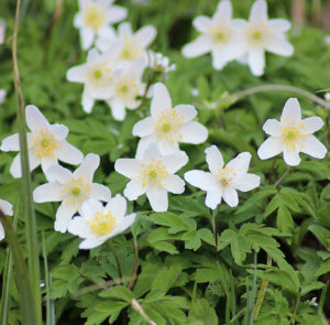 Anemone nemorosa - Buschwindröschen (im Topf) – Bild 3