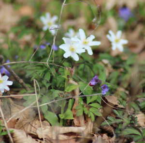 Anemone nemorosa - Buschwindröschen (im Topf) – Bild 5