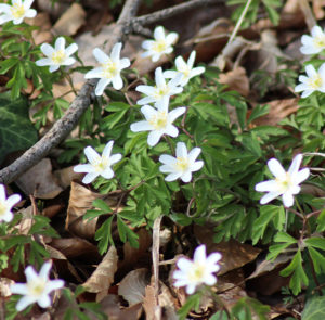 Anemone nemorosa - Buschwindröschen (im Topf) – Bild 6