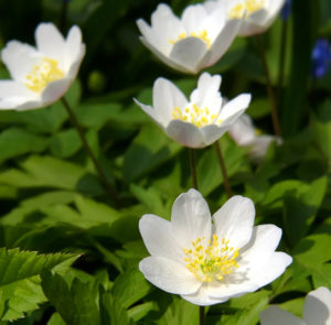 Anemone nemorosa - Buschwindröschen (im Topf) – Bild 4