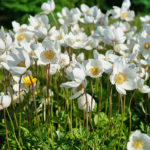 Anemone sylvestris - Waldsteppen-Windröschen (im Topf)