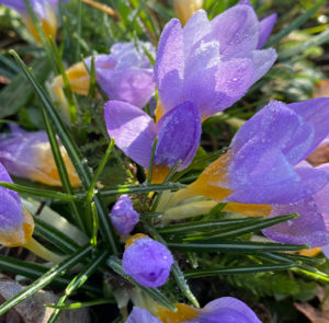 Zwiebel Crocus tommasinianus – Elfen-Krokus – Bild 2