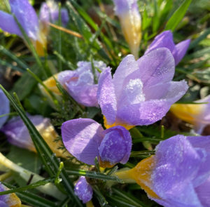 Zwiebel Crocus tommasinianus – Elfen-Krokus – Bild 5