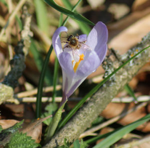 Zwiebel Crocus tommasinianus – Elfen-Krokus – Bild 7