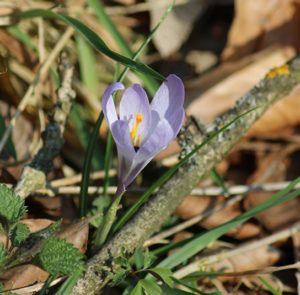 Zwiebel Crocus tommasinianus – Elfen-Krokus – Bild 4