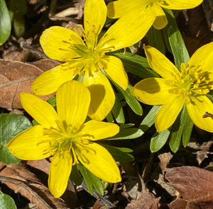 Zwiebel Eranthis hyemalis – Winterling