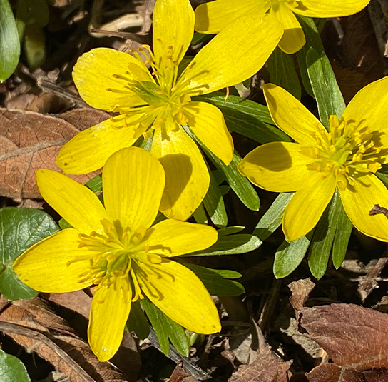 3x Eranthis hyemalis Blumenzwiebeln Frühblüher Winterlinge Zwiebeln im Topf Topf Ø 9cm Höhe 14-17cm Gelbe Blumen