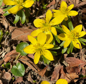 Zwiebel Eranthis hyemalis – Winterling – Bild 4