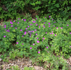 Geranium sanguineum - Blutroter Storchschnabel – Bild 2