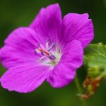 Geranium sanguineum - Blutroter Storchschnabel