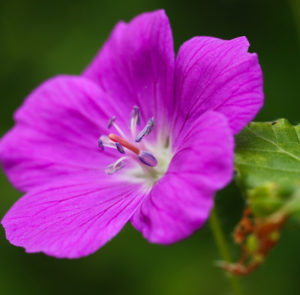 Geranium sanguineum - Blutroter Storchschnabel