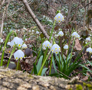 Zwiebel - 5 Stk. Leucojum vernum - Großes Schneeglöckchen, Märzenbecher – Bild 2