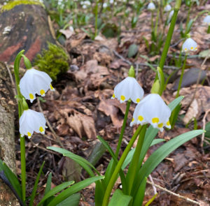 Zwiebel - 5 Stk. Leucojum vernum - Großes Schneeglöckchen, Märzenbecher – Bild 5