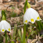 Zwiebel - 5 Stk. Leucojum vernum - Großes Schneeglöckchen, Märzenbecher
