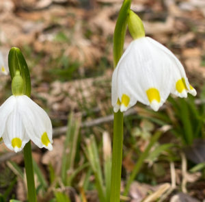 Zwiebel - 5 Stk. Leucojum vernum - Großes Schneeglöckchen, Märzenbecher