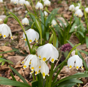 Zwiebel 5 Stk. Leucojum vernum Großes Schneeglöckchen, Märzenbecher