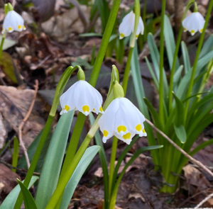 Zwiebel - 5 Stk. Leucojum vernum - Großes Schneeglöckchen, Märzenbecher – Bild 4