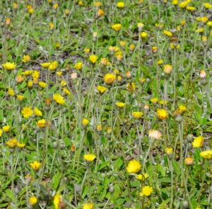 Hieracium pilosella - Kleines Mausohrhabichtskraut – Bild 2
