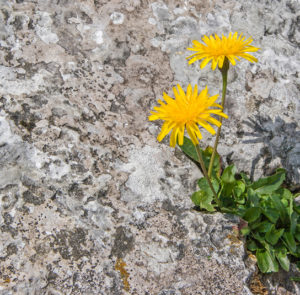 Hieracium pilosella - Kleines Mausohrhabichtskraut