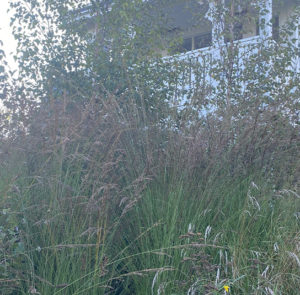 Molinia caerulea - Kleines Pfeifengras – Bild 2