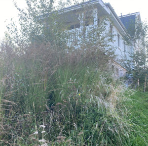 Molinia caerulea - Kleines Pfeifengras – Bild 3
