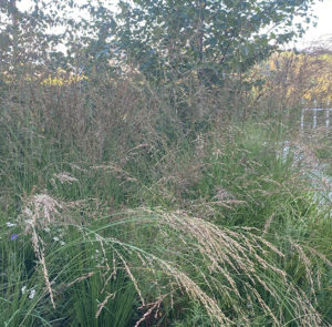 Molinia caerulea - Kleines Pfeifengras – Bild 5