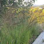 Molinia caerulea - Kleines Pfeifengras