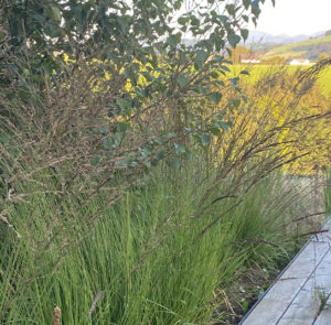 Molinia caerulea - Kleines Pfeifengras