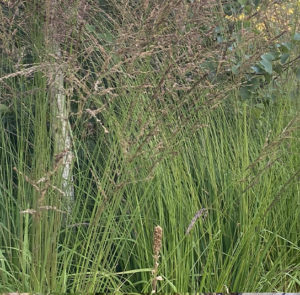Molinia caerulea - Kleines Pfeifengras – Bild 7